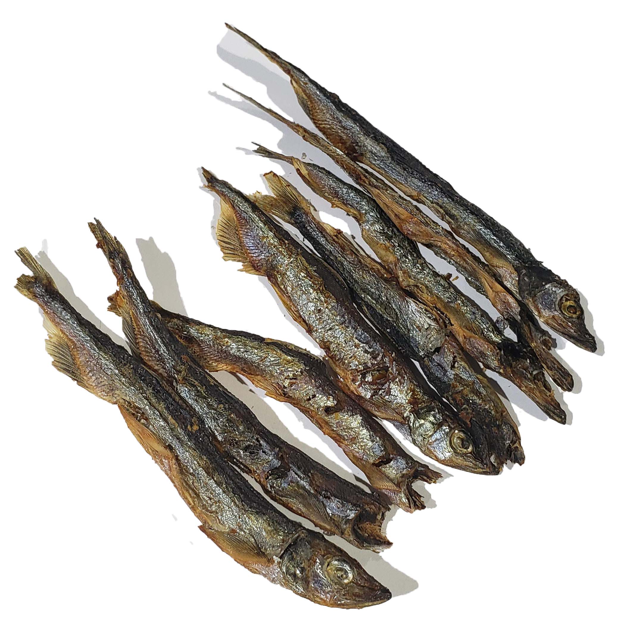 Capelin
