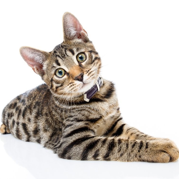 Catnip Cat Treats with a soft texture Variety of Flavors