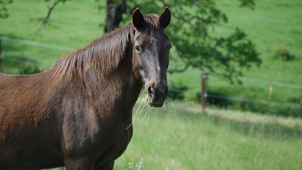 Crunchie & Flavorful Horse Treats Variety of Flavors