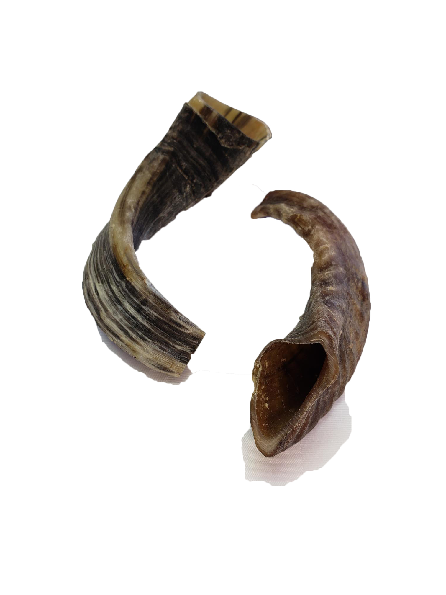 Lamb Horn